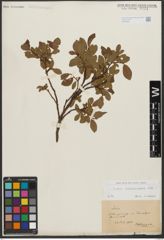 Foto von Salix waldsteiniana Willd.